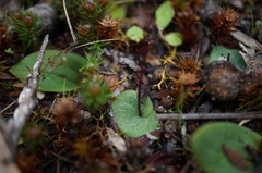 Cyrtostylis reniformis