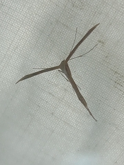 Pterophorinae