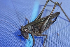 Platycleis albopunctata