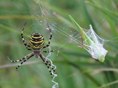 Argiope bruennichi