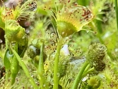 Drosera hookeri