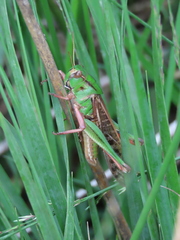 Locusta migratoria