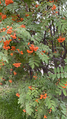 Sorbus sibirica