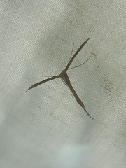 Pterophorinae