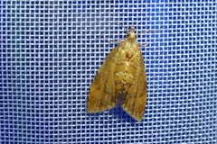 Pseudargyrotoza conwagana