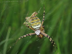 Argiope bruennichi