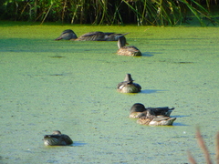 Mareca strepera
