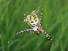 Argiope bruennichi