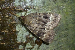 Amphipyra berbera