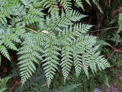 Culcita macrocarpa