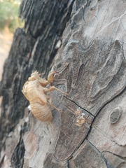 Lyristes plebejus