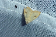 Rivula sericealis