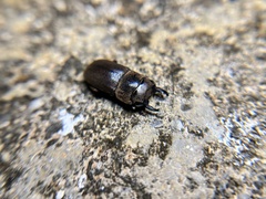 Metallactulus parvulus