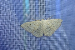 Scopula incanata