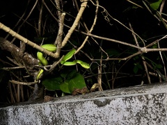 Trimeresurus stejnegeri