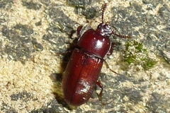 Uloma culinaris