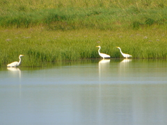 Ardea alba