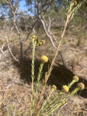Leucadendron laxum