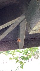 Araneidae