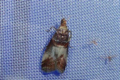 Acrobasis advenella