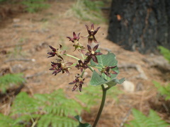 Asclepias hypoleuca