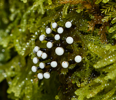 Elaeomyxa cerifera