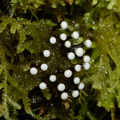 Elaeomyxa cerifera