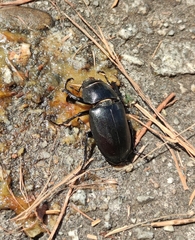 Lucanus cervus