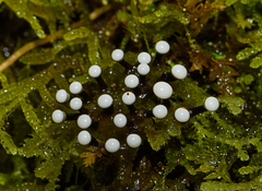Elaeomyxa cerifera