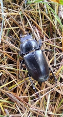 Lucanus cervus
