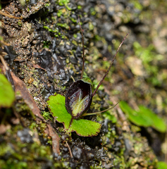 Corybas trilobus aggregate