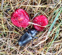 Lucanus cervus