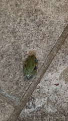 Hyla