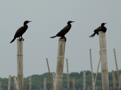 Phalacrocorax sulcirostris