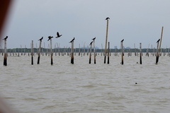 Phalacrocorax sulcirostris