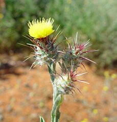 Centaurea melitensis