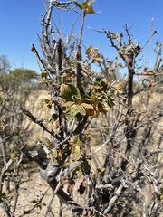 Combretaceae