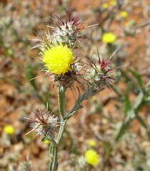 Centaurea melitensis