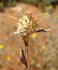 Centaurea melitensis