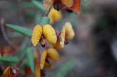 Bossiaea cinerea