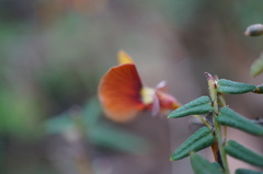 Bossiaea cinerea