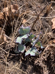 Senecio oxyriifolius