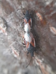 Oxycarenus lavaterae