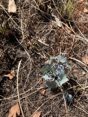 Senecio oxyriifolius