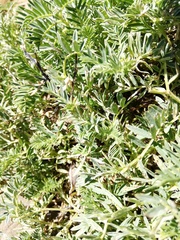 Vicia argentea