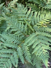 Pteridium pinetorum