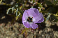Drosera cistiflora