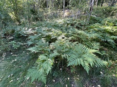 Pteridium pinetorum