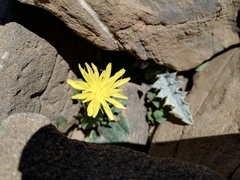 Crepis pygmaea