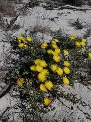 Lampranthus explanatus